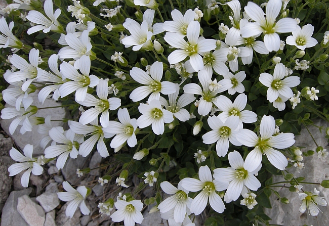 Arenaria bertolonii / Arenaria di Bertoloni